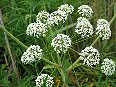 CICUTA VIROSA